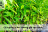 Cây giống trầm hương giá bao nhiêu?