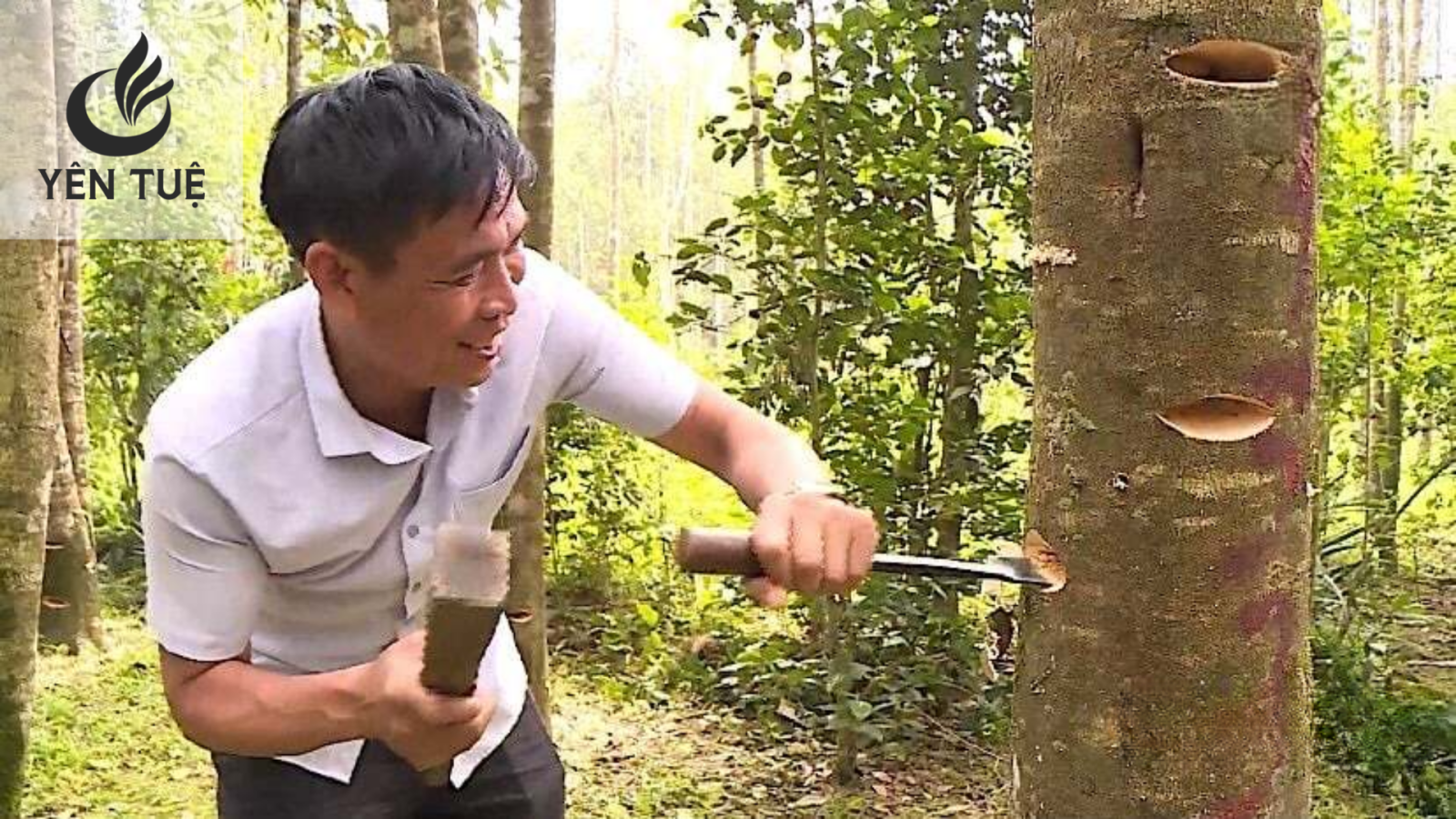 Cây dó bầu được trồng ở miền Nam 