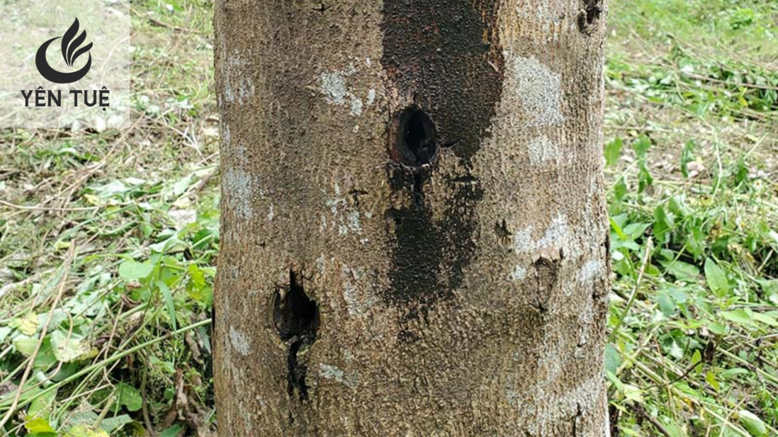 Cây dó bầu được trồng ở miền Trung