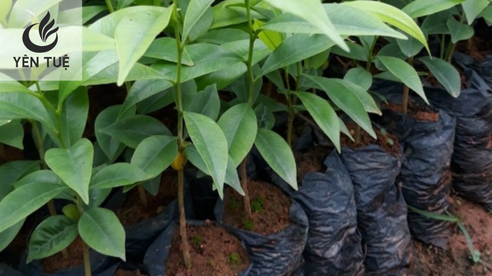 Cây giống trầm hương giá