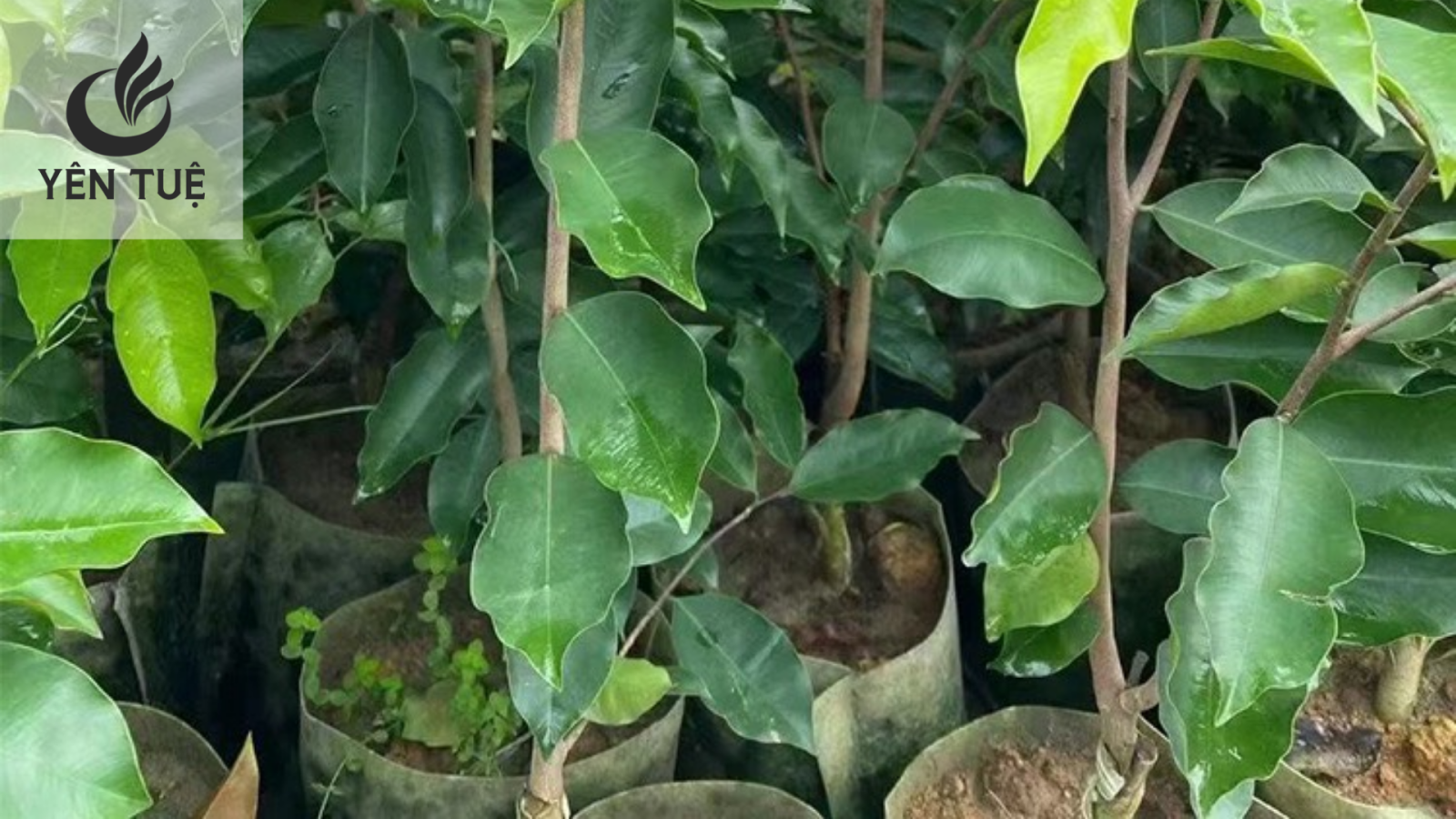 Một vài yếu tố ảnh hưởng đến giá cây giống 