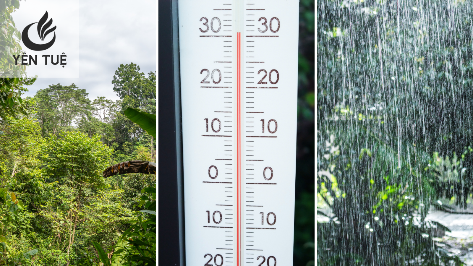 Điều kiện để trồng cây trầm hương 
