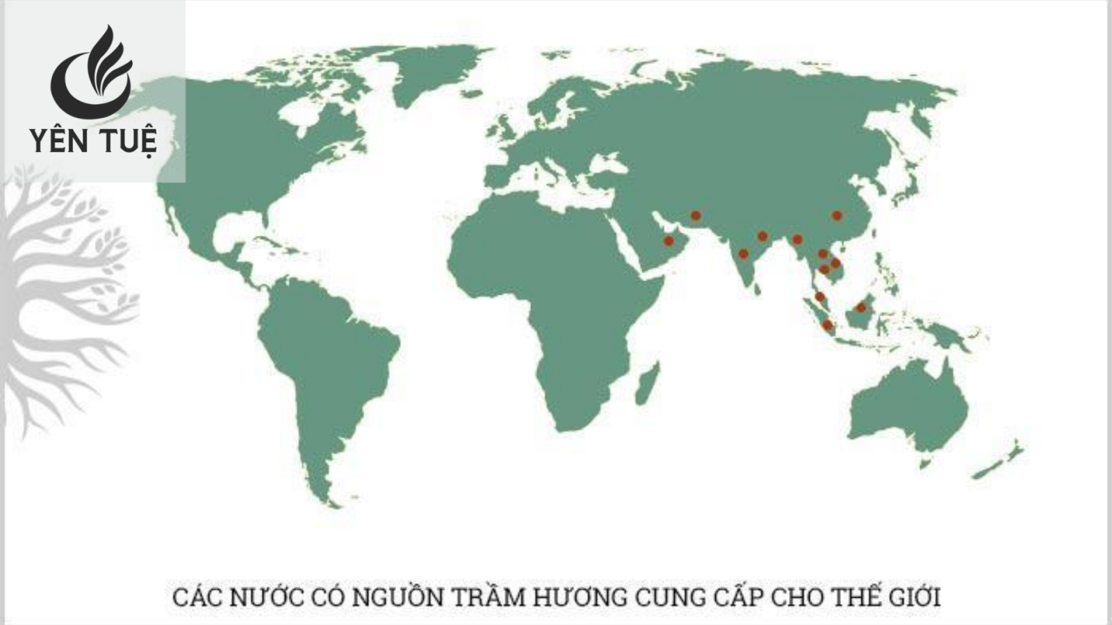 Cây trầm hương phân bố ở đâu trên thế giới?