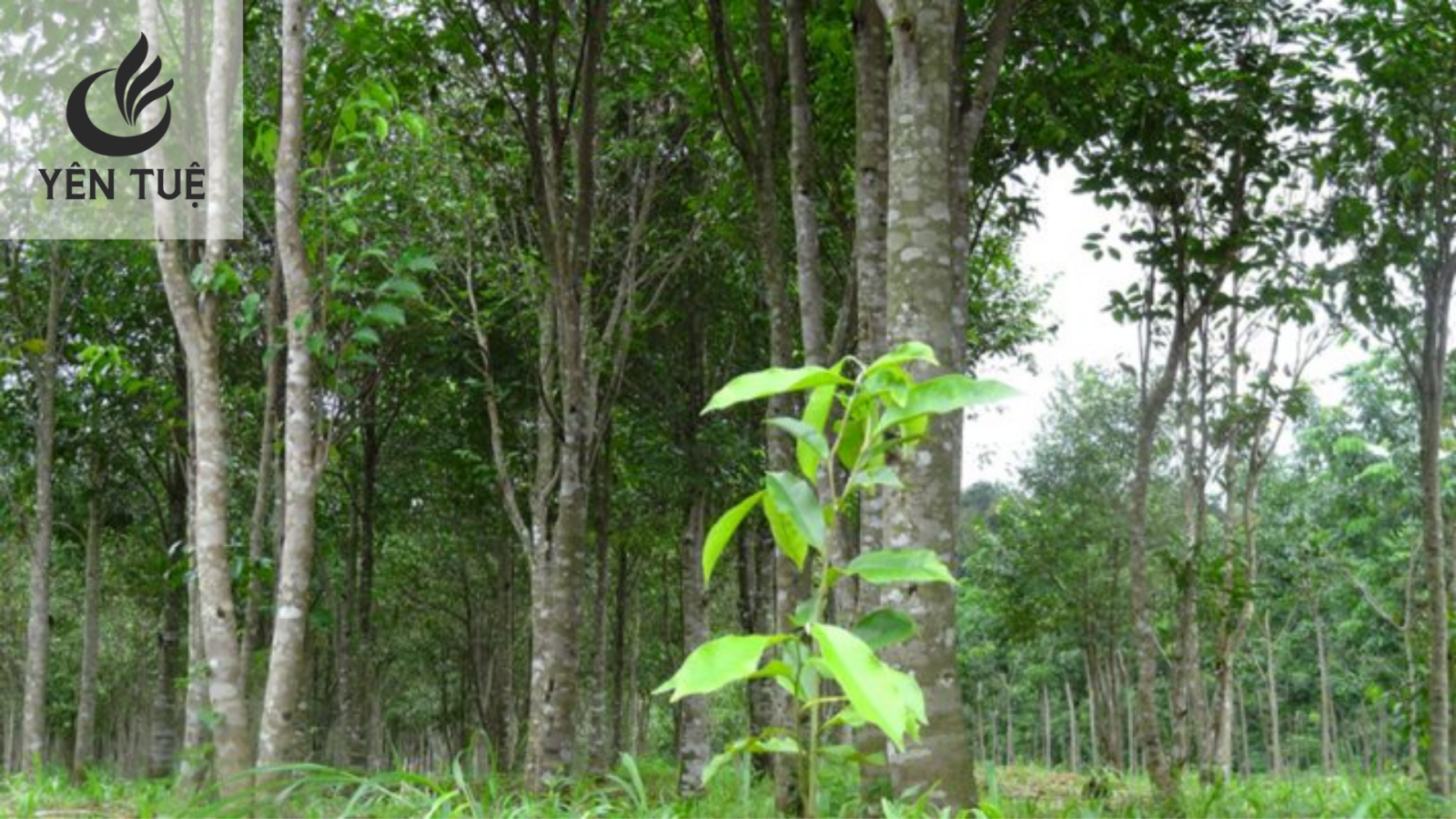 Tiềm năng phát triển trầm hương ở Tây Nguyên 