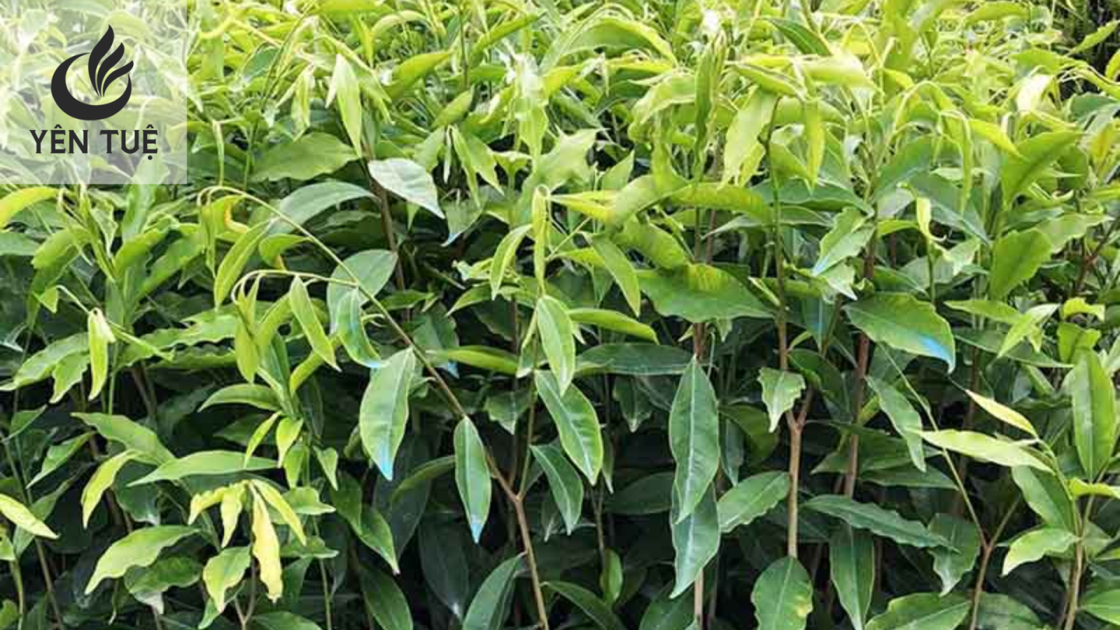 Cây giống Kỳ Hải Nam