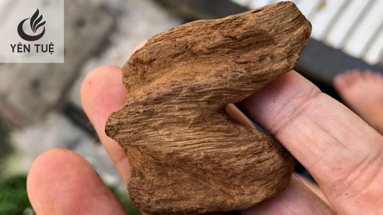 Giá trị của Kỳ Nam rục