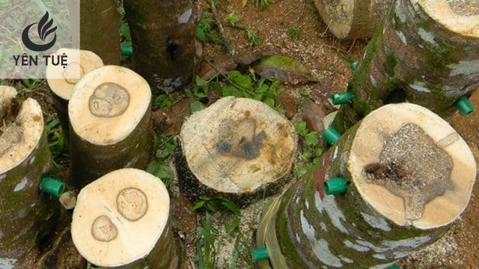 Trầm hương xuất phát 