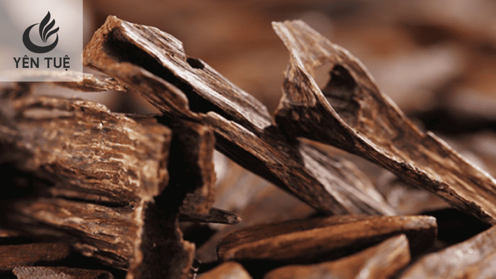 Lý giải vì sao trầm hương lại đến như vậy? 